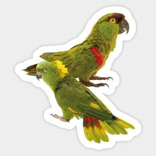 Parakeet and parrot Sticker